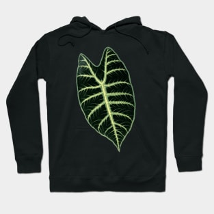 Alocasia Longiloba - Rothschild - Botanical Illustration Hoodie